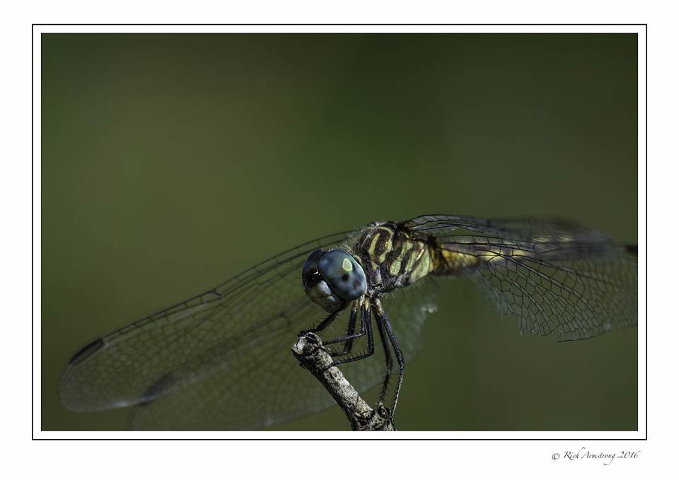 dragonfly 9 copy.jpg